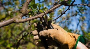 Kdy a jak prořezávat třešně: návod pro začátečníky